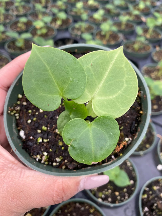 Anthurium clarinervium-seedling
