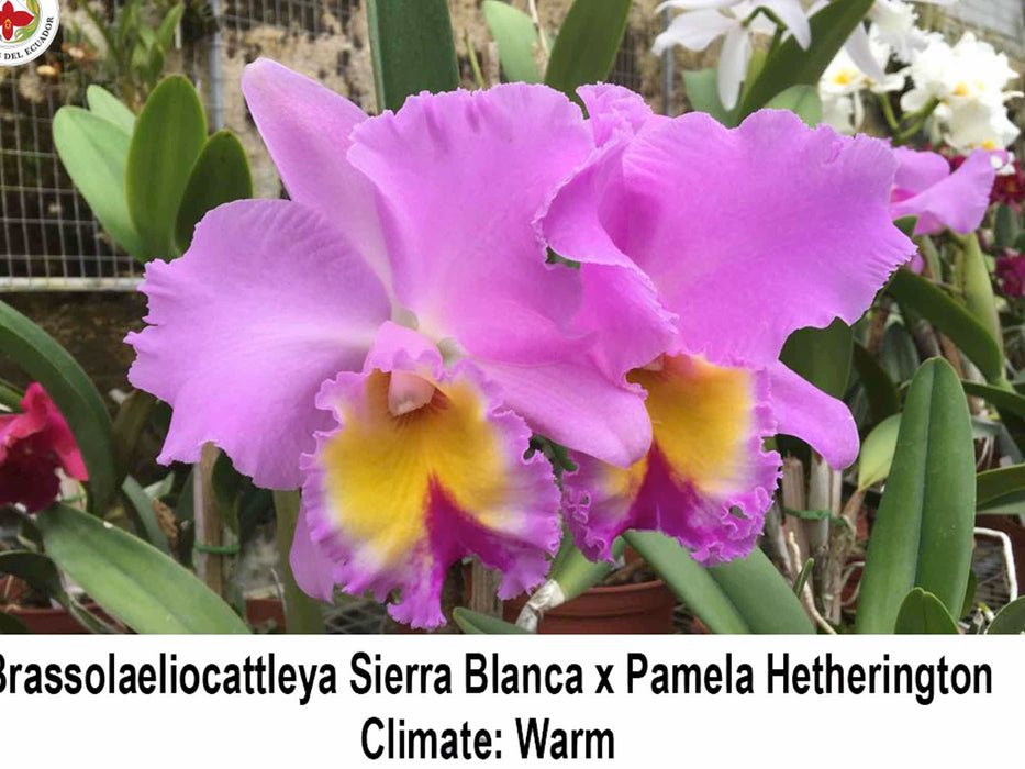 Rhyncholaeliocattleya San Cristobal