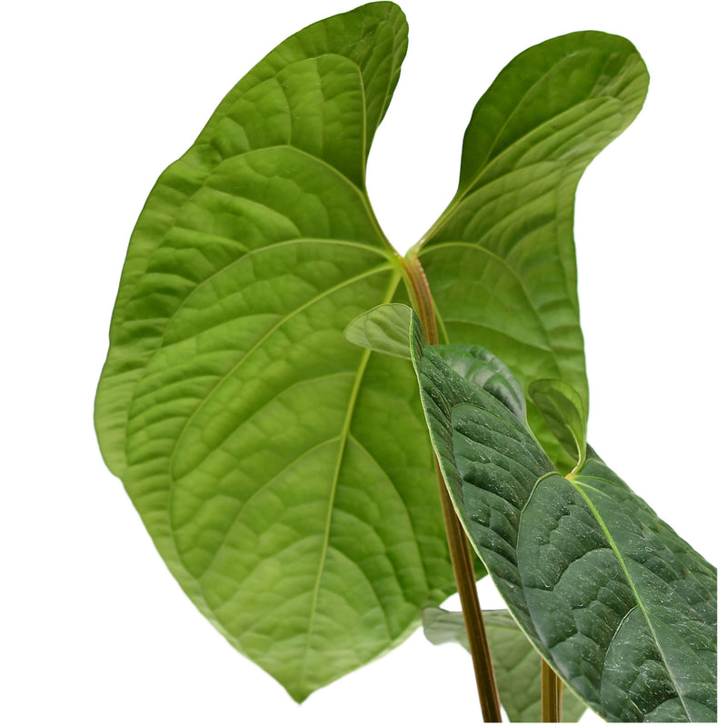 Anthurium Lovely Sarahi