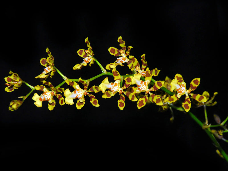 Oncidium tigroides