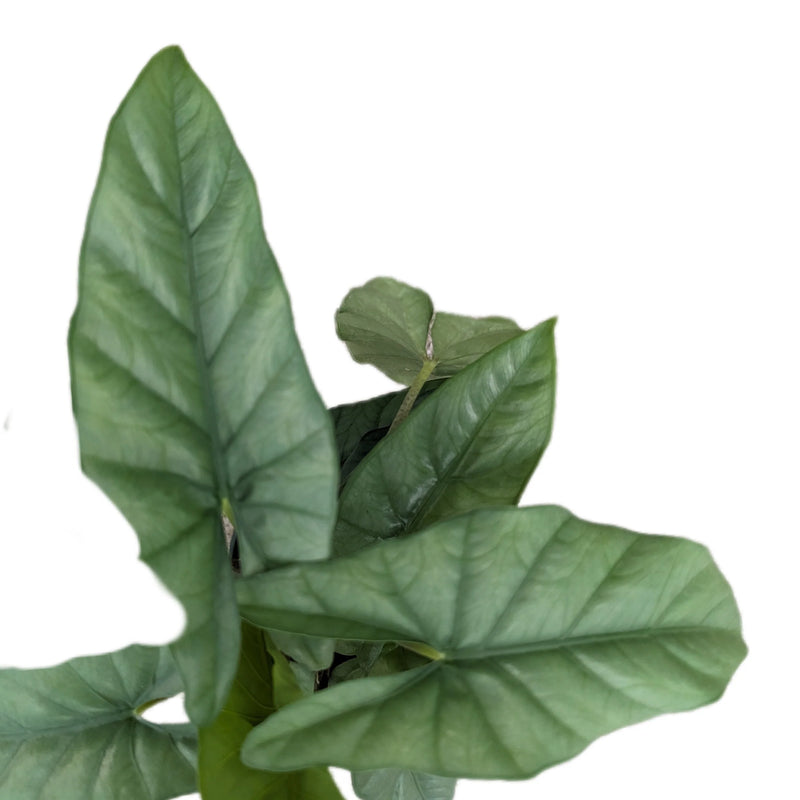 Alocasia heterophylla corazon - seedling