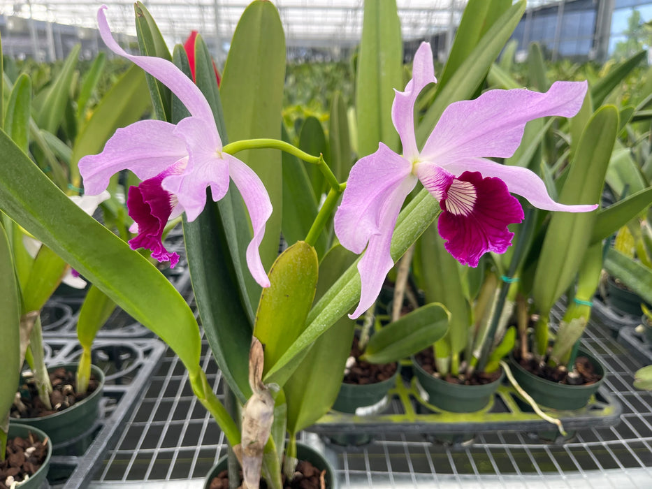 Laelia purpurata Ecuagenera x vinicolor Inti