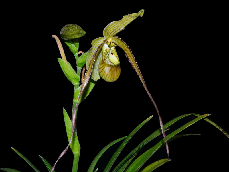 Phragmipedium Mini Grande