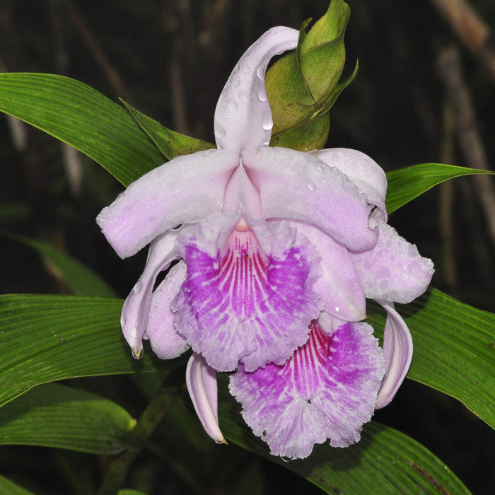 Sobralia rosea