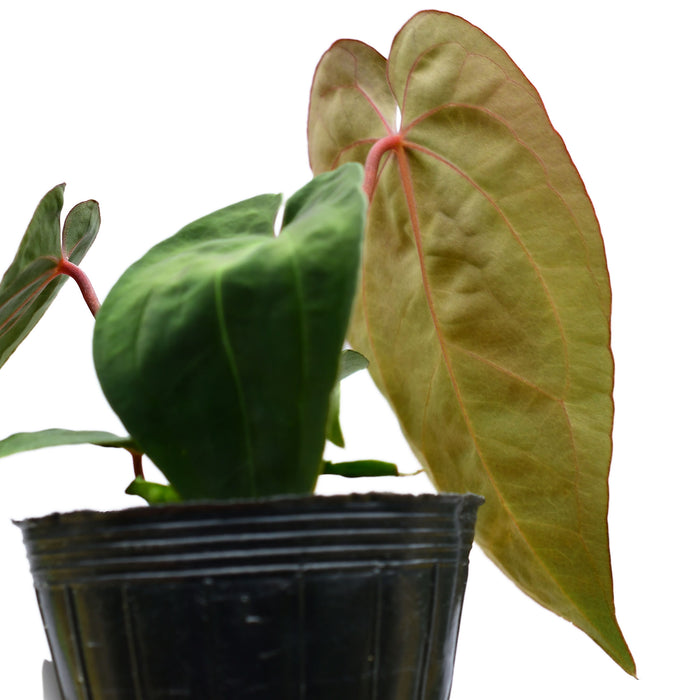 Anthurium Crystal Sky x Anthurium papillilaminum