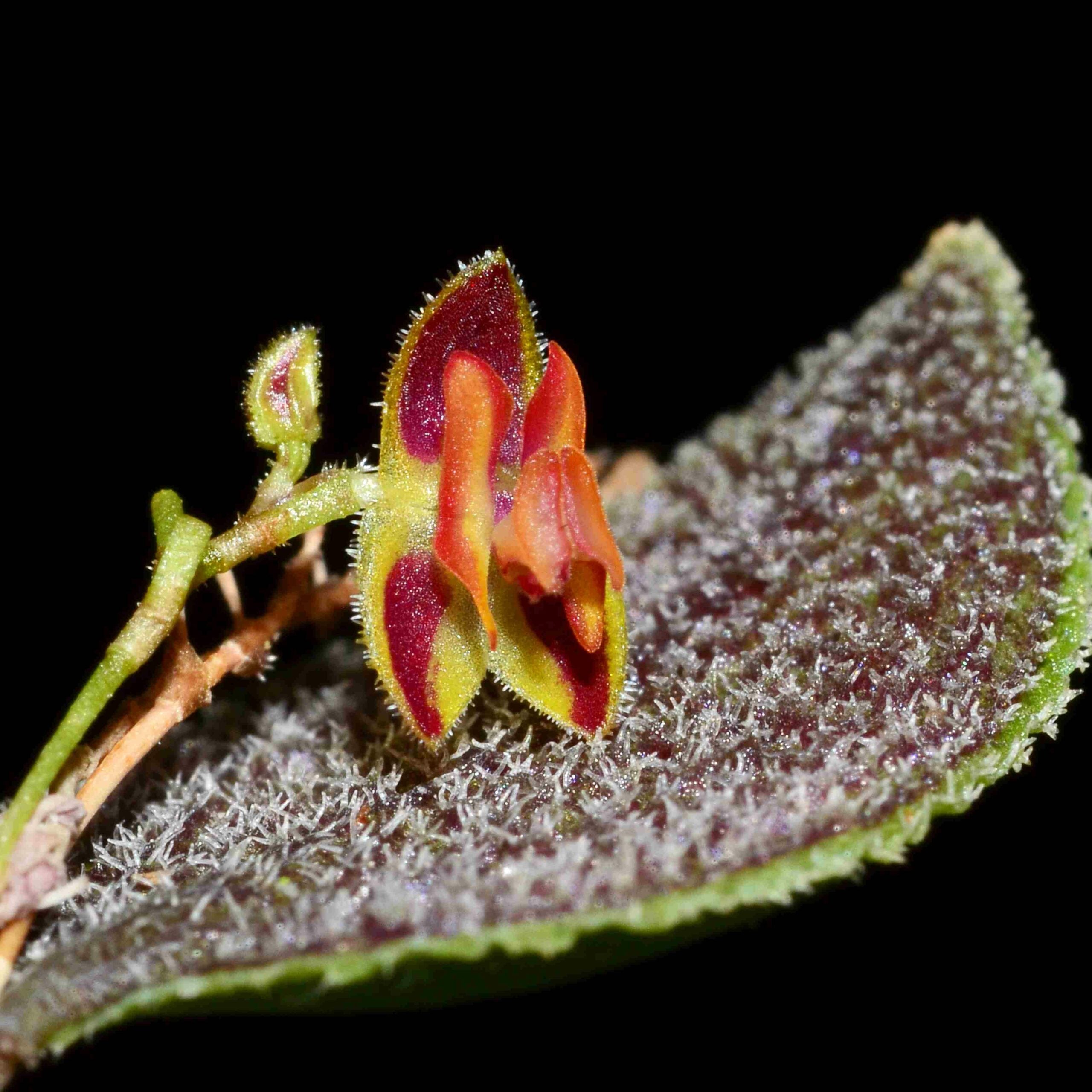 Lepanthes aculeata — Ecuagenera California