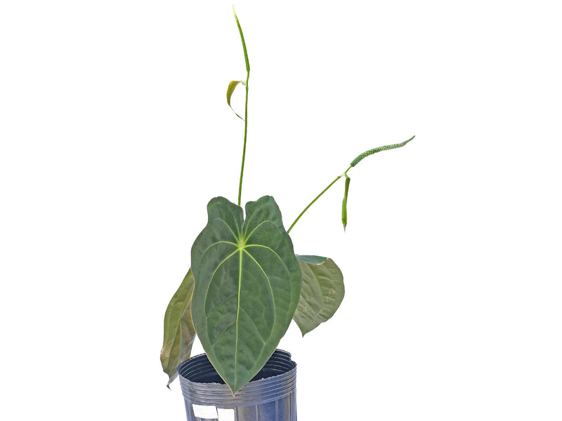 Anthurium Emerald Throne