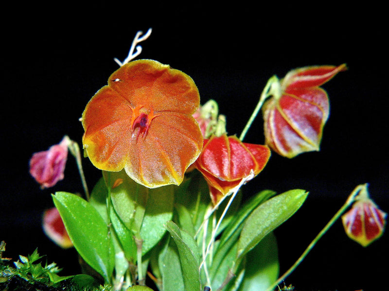 Lepanthes telipogoniflora