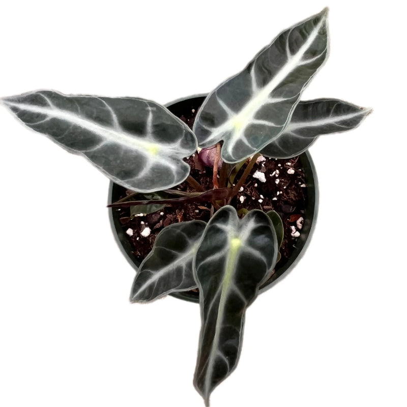 Alocasia Bambino - seedling