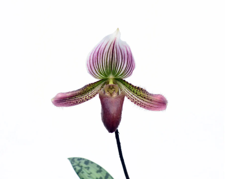 Paphiopedilum callosum type pygmy form x self