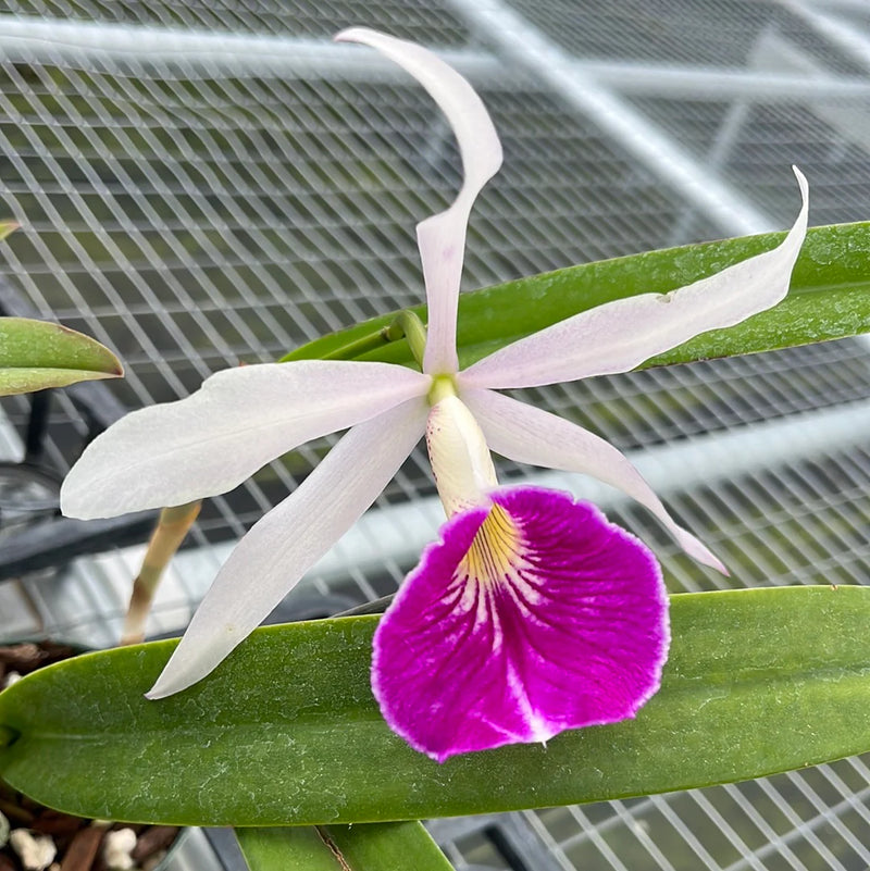 Brassocattleya Maria Hatnay