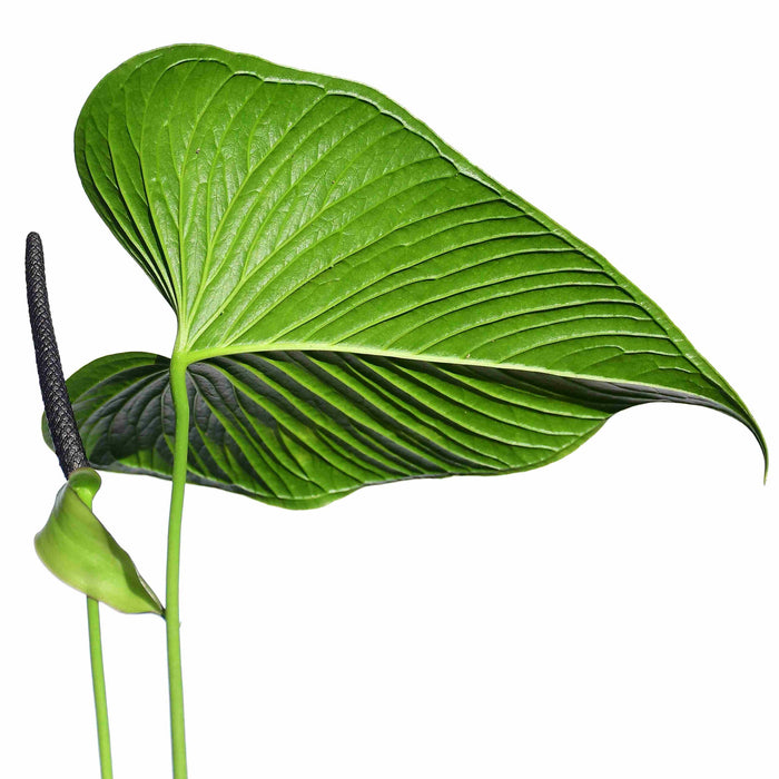 Anthurium rivulare