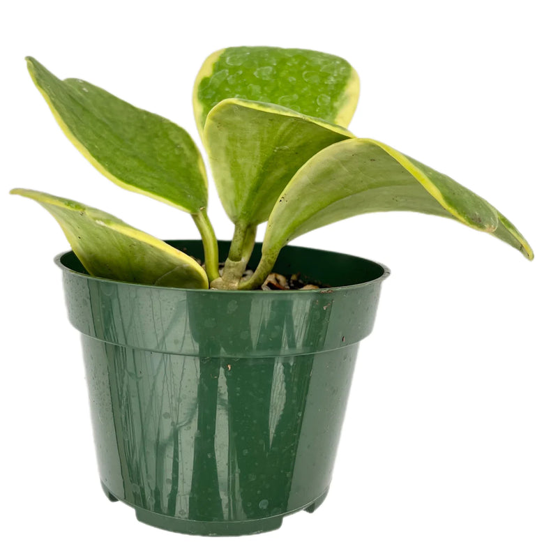 Hoya kerrii albomarginata