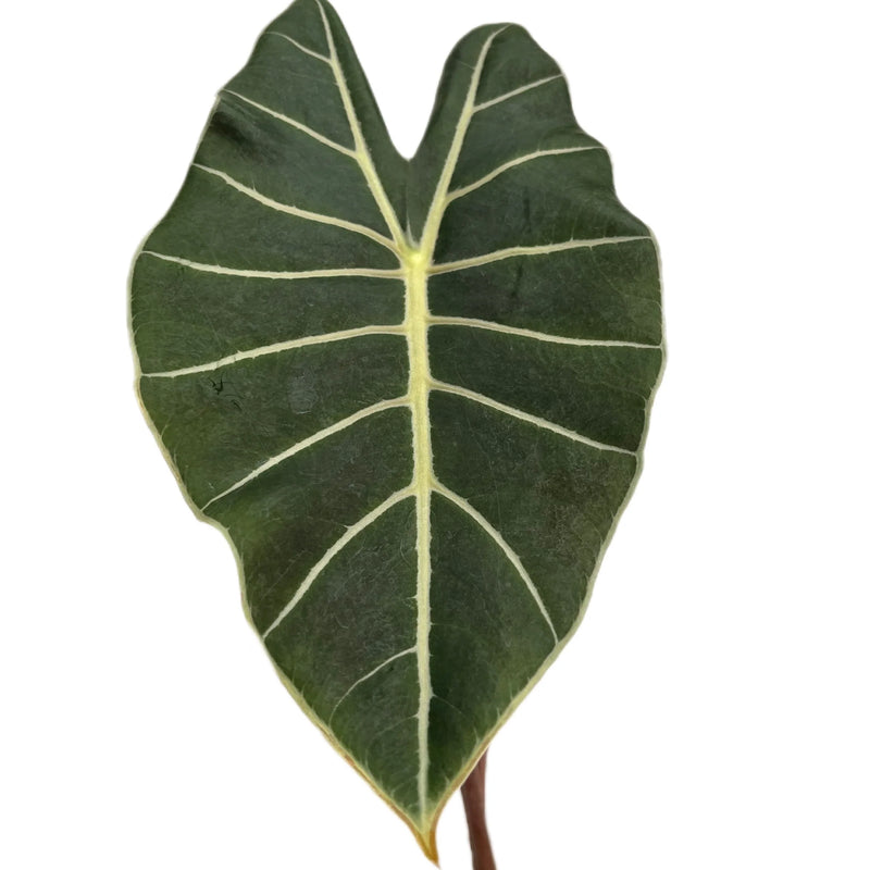 Alocasia Dragon's Tooth