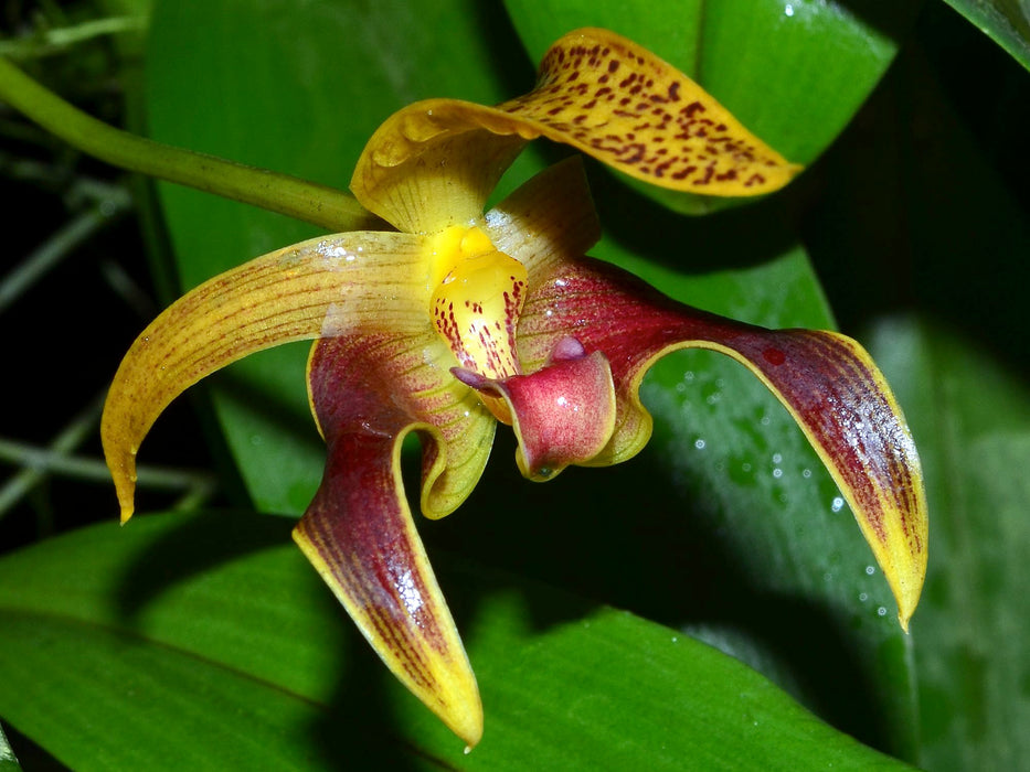 Bulbophyllum lobbii