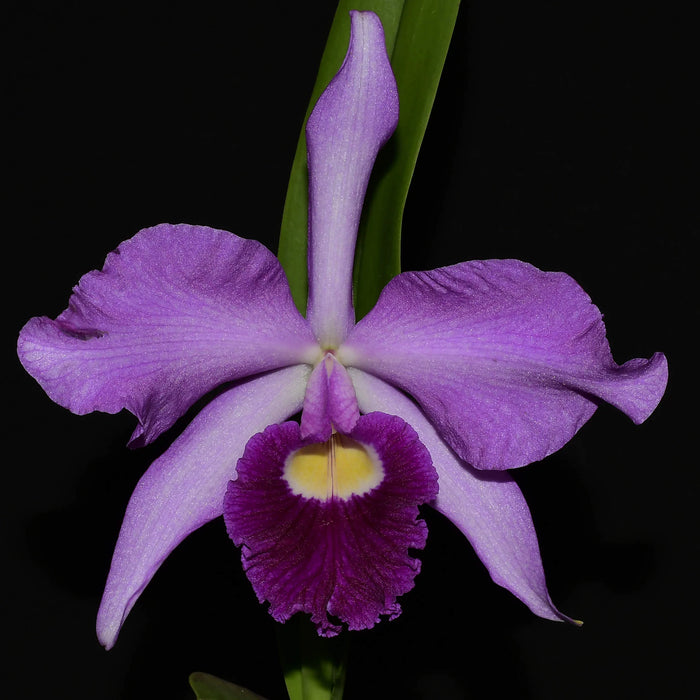 Cattleya Eximia