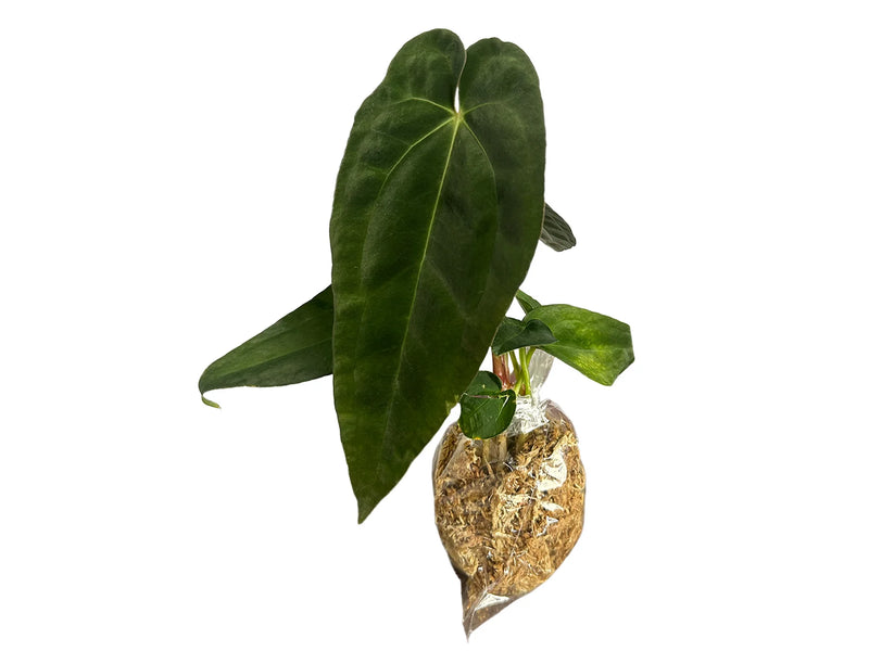 Anthurium Deborah Ward inverse crossing