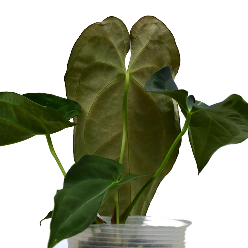 Anthurium Emerald Throne