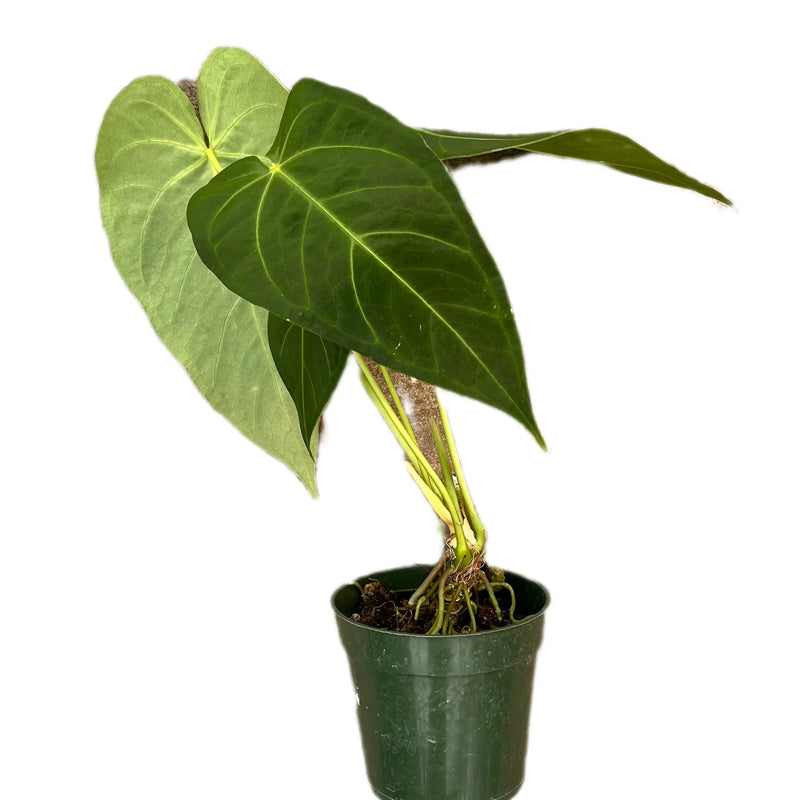 Anthurium magnificum x Anthurium waterburyanum