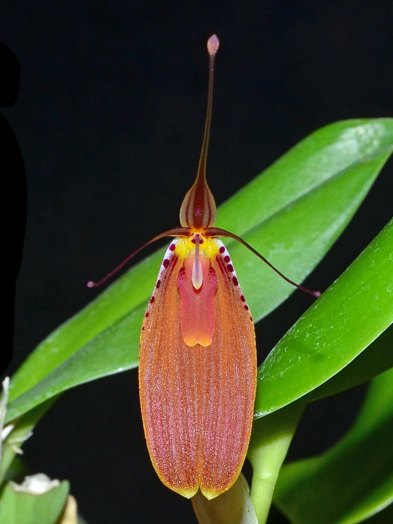 Restrepia cuprea