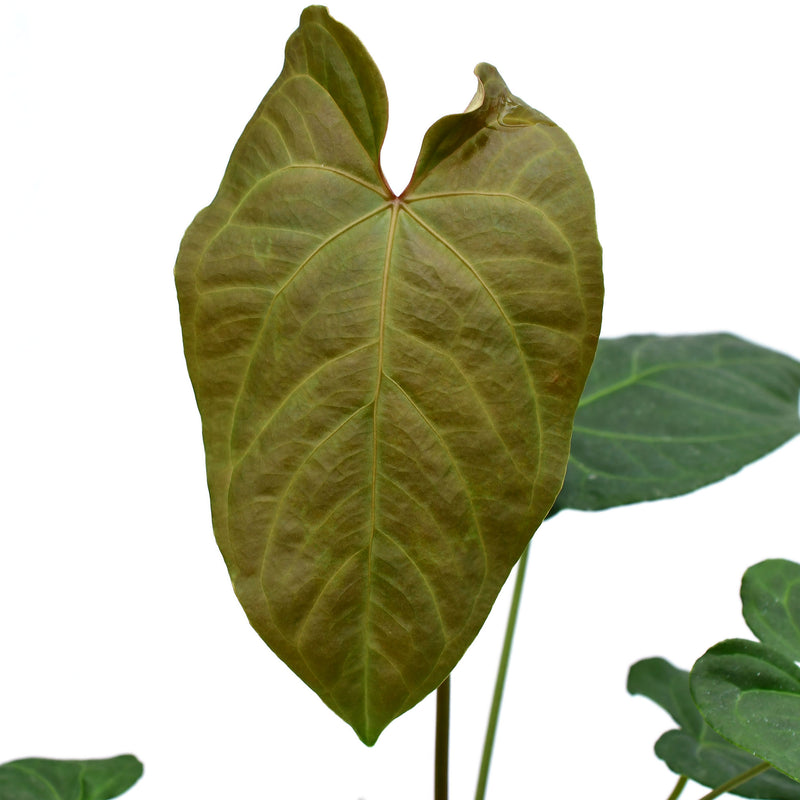 Anthurium corallinum Gigi x Anthurium Magnificent Girl