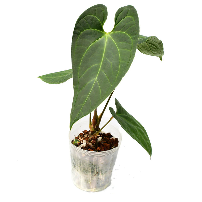 Anthurium Noah liberty