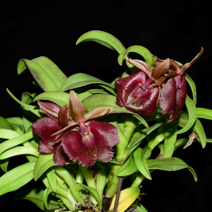 Epidendrum Julien Cedric Anne