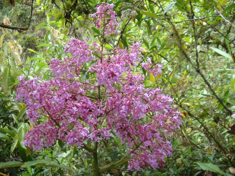 Epidendrum nanegalense