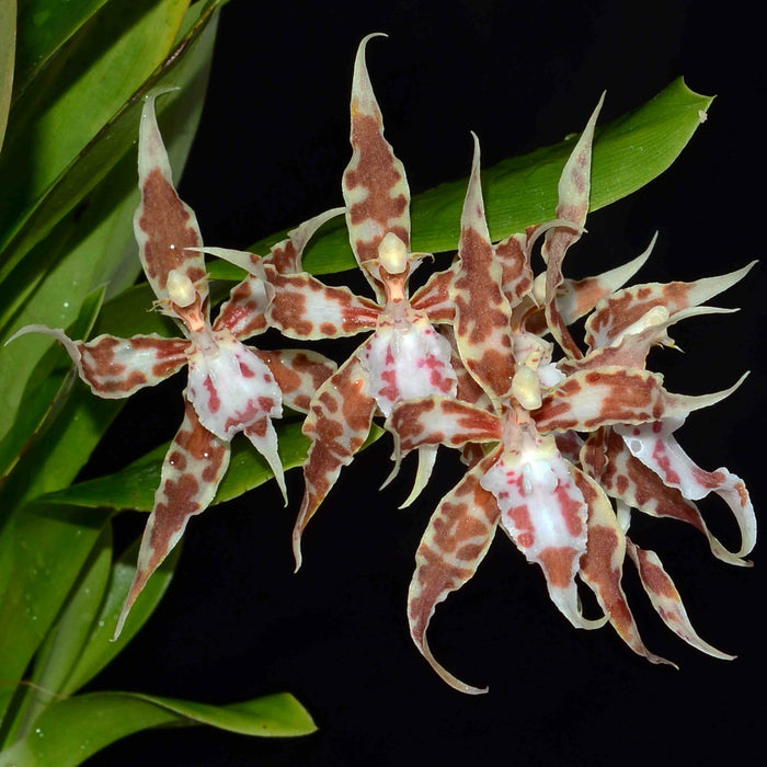 Oncidium crocidipterum