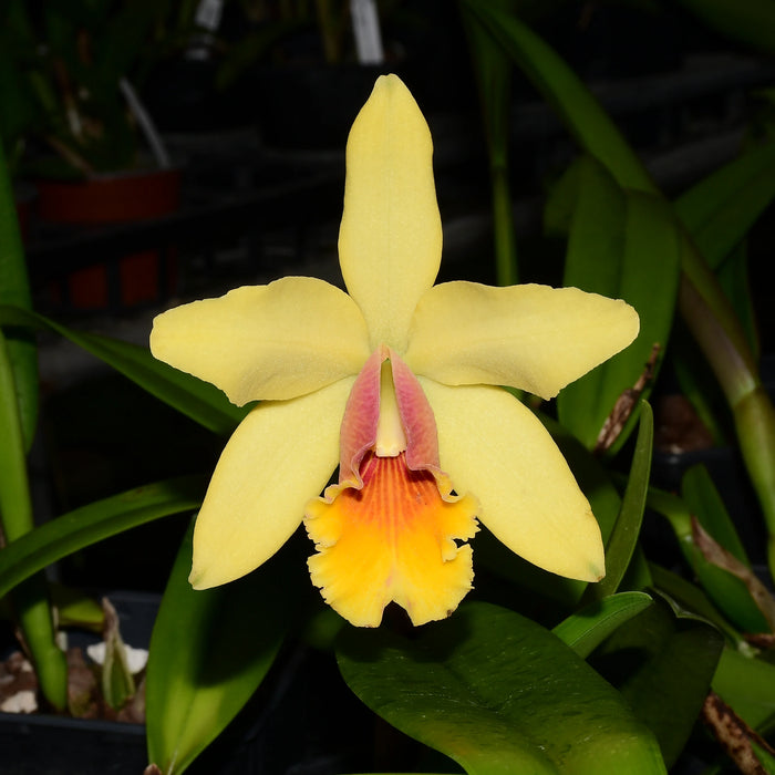 Cattleya Aurora (1905)