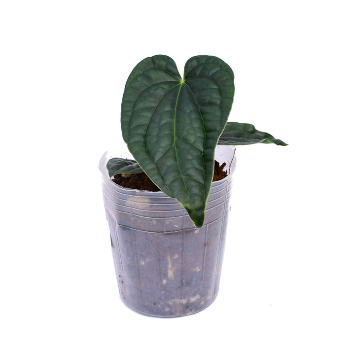 Anthurium Black Diamond x Anthurium luxurians