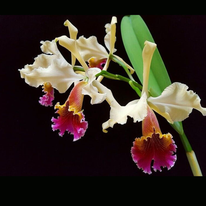 Cattleya Kiat Tan