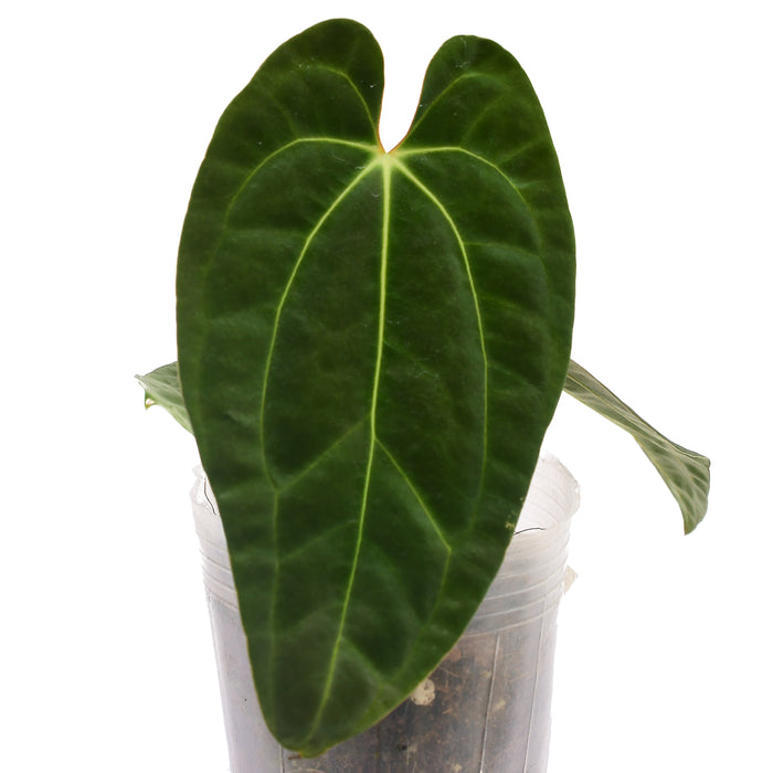 Anthurium besseae aff x Anthurium papillilaminum