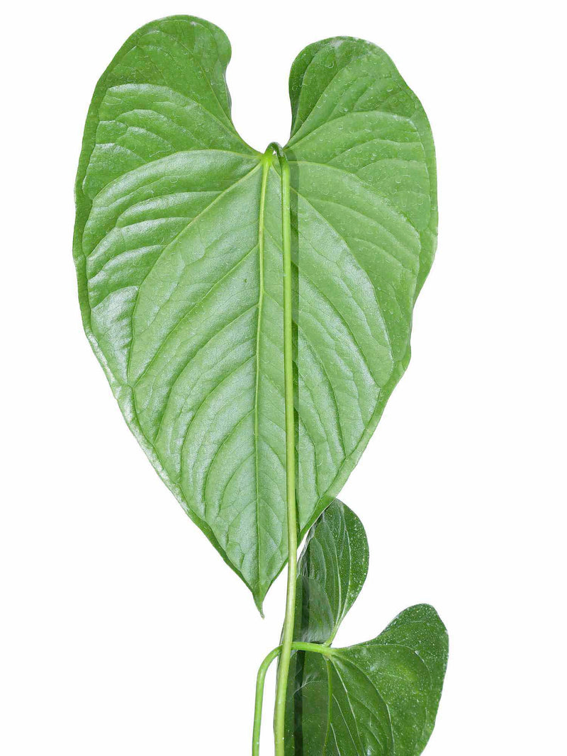 Anthurium gymnopus purple