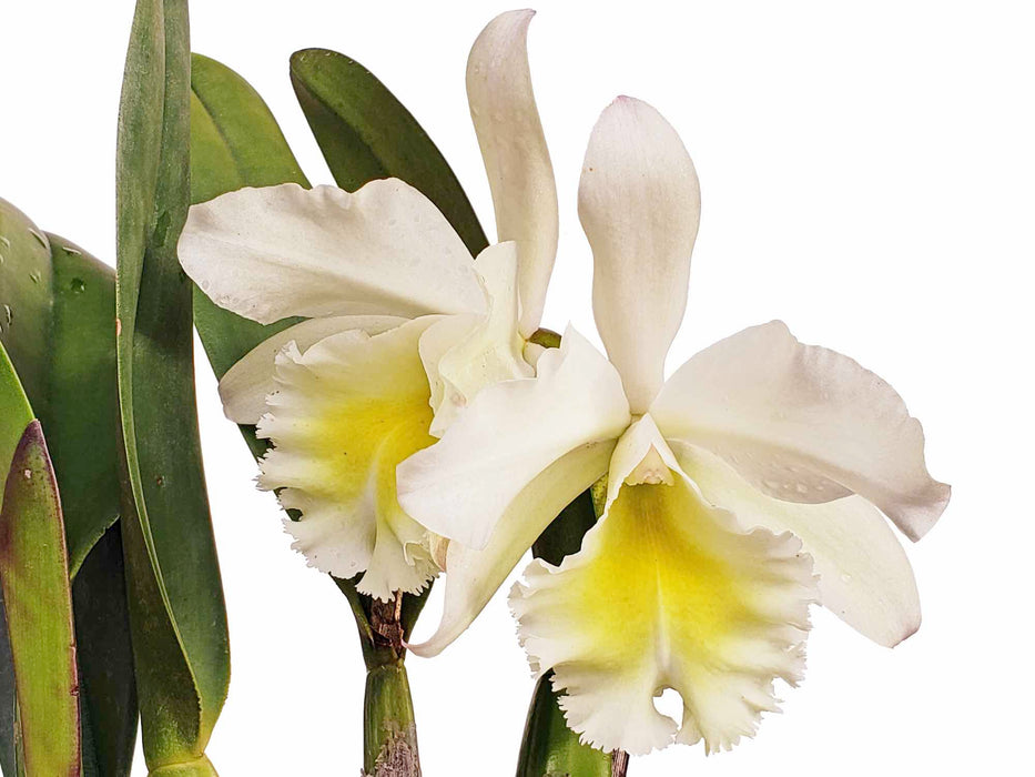 Rhyncholaeliocattleya Grace Carmen Tolentino