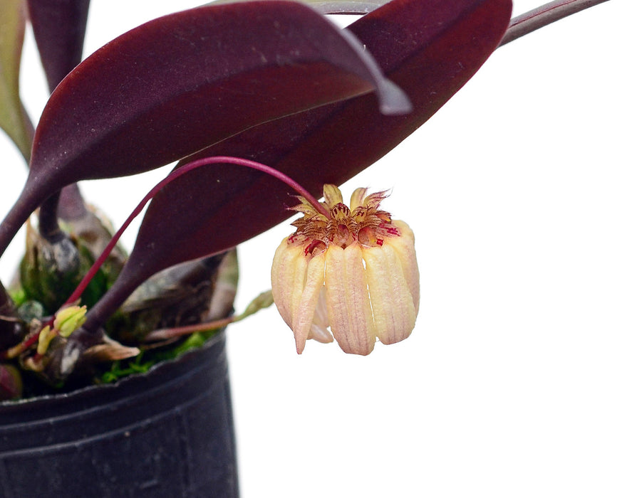 Bulbophyllum auratum pink