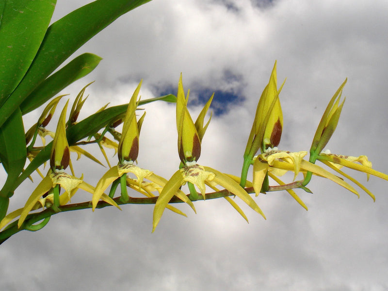 Brassia wageneri