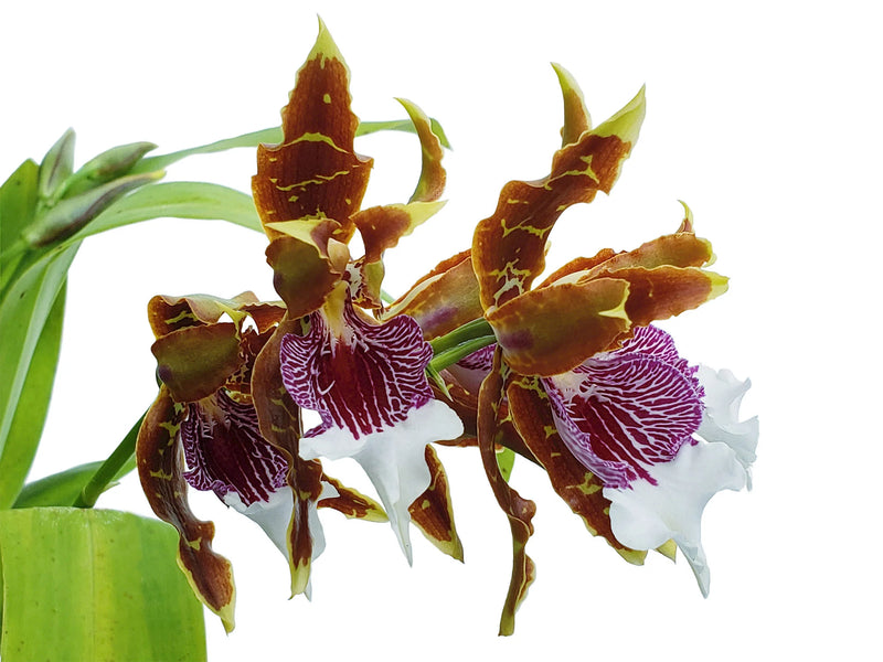 Odontoglossum harryanum