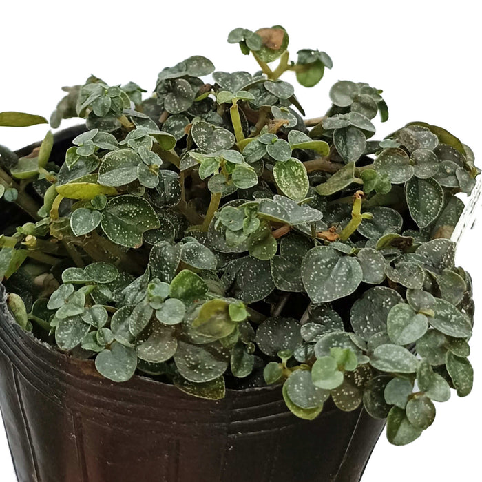 Peperomia antoniana