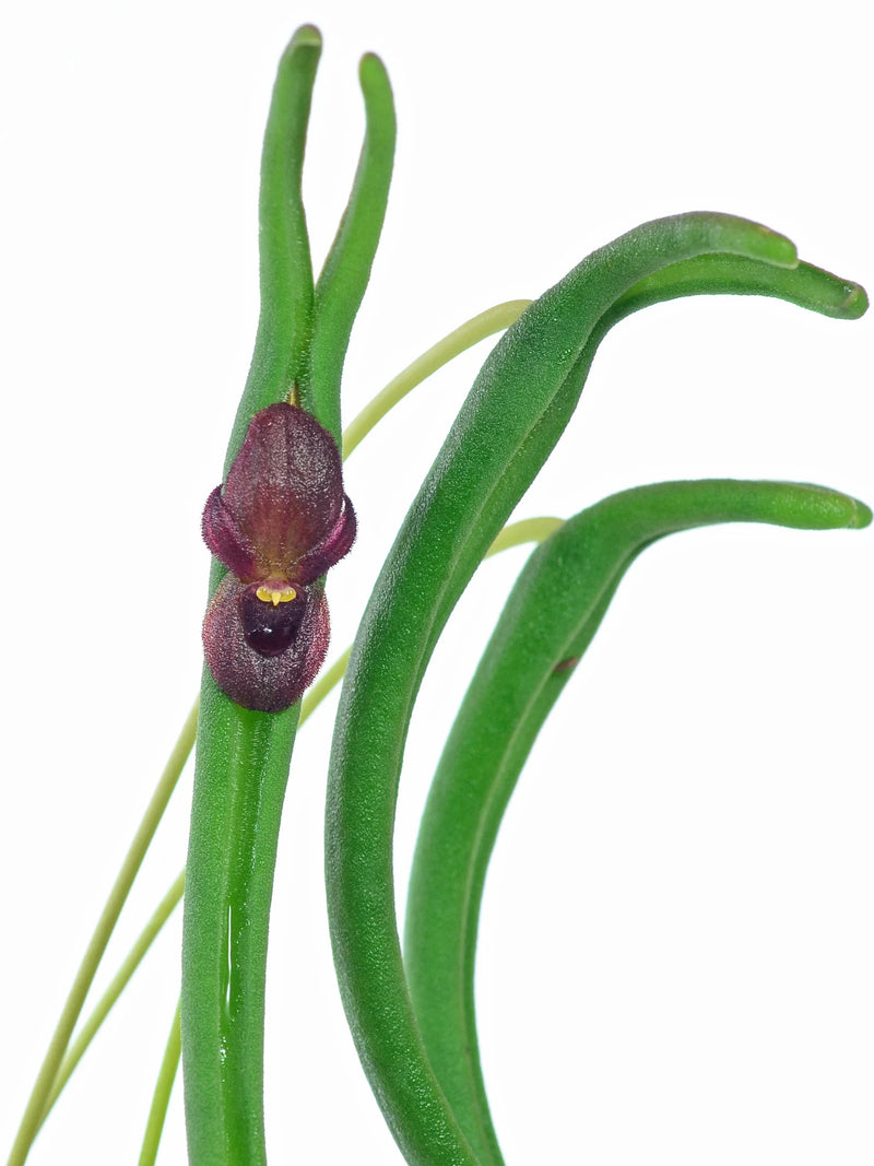 Pleurothallis dilemma