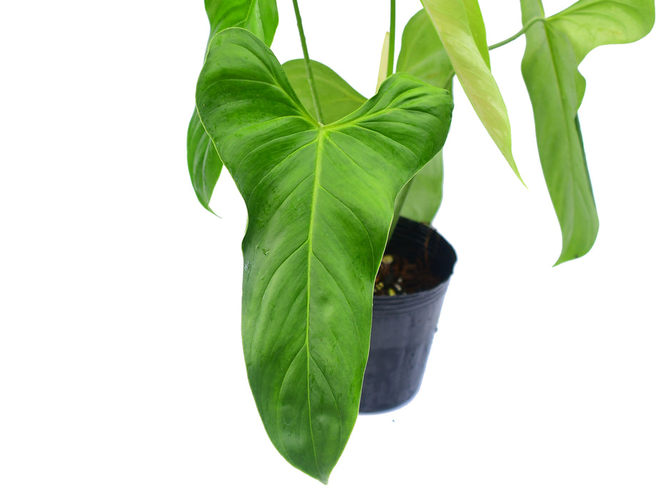 Philodendron oxapampense Fedec