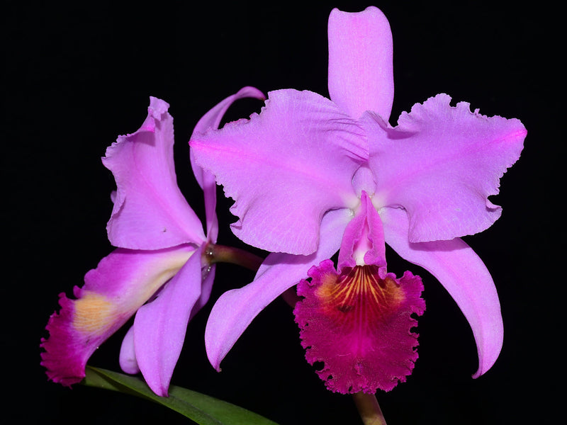 Cattleya trianae 'Michael 7A' x 'Sangre de Toro Dark Lip'