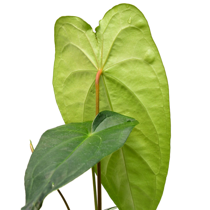 Anthurium Amazon Beauty 'Inverse crossing'