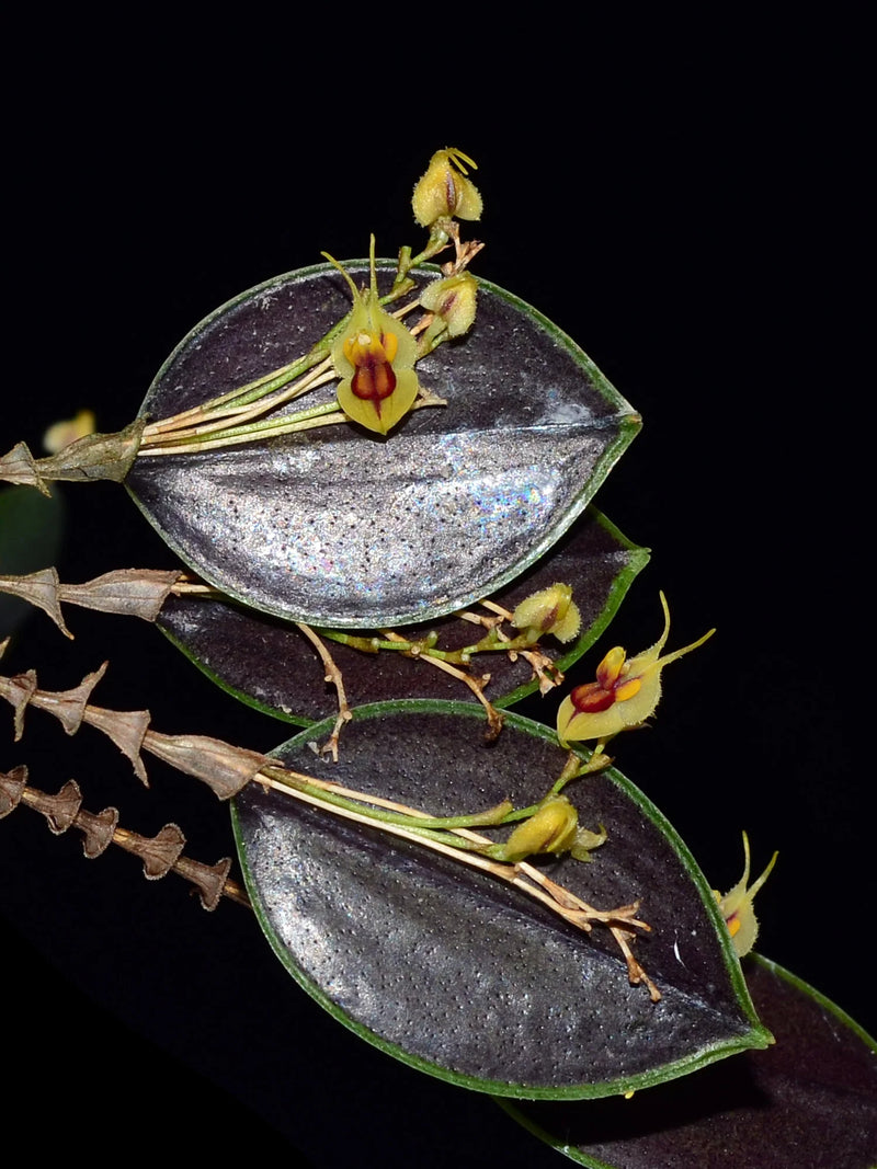Lepanthes caloura