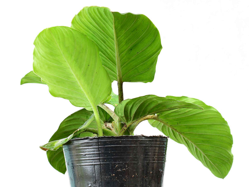 Adelonema pallidinervium