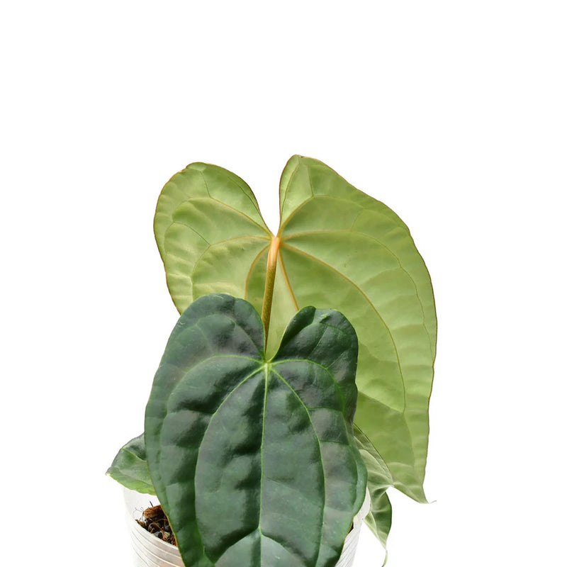 Anthurium Raven Soul 'Inverse crossing'