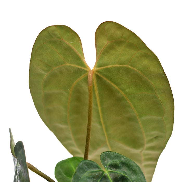 Anthurium besseae aff x Anthurium papillilaminum