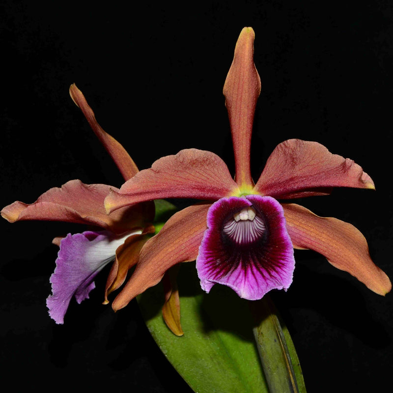 Laelia tenebrosa