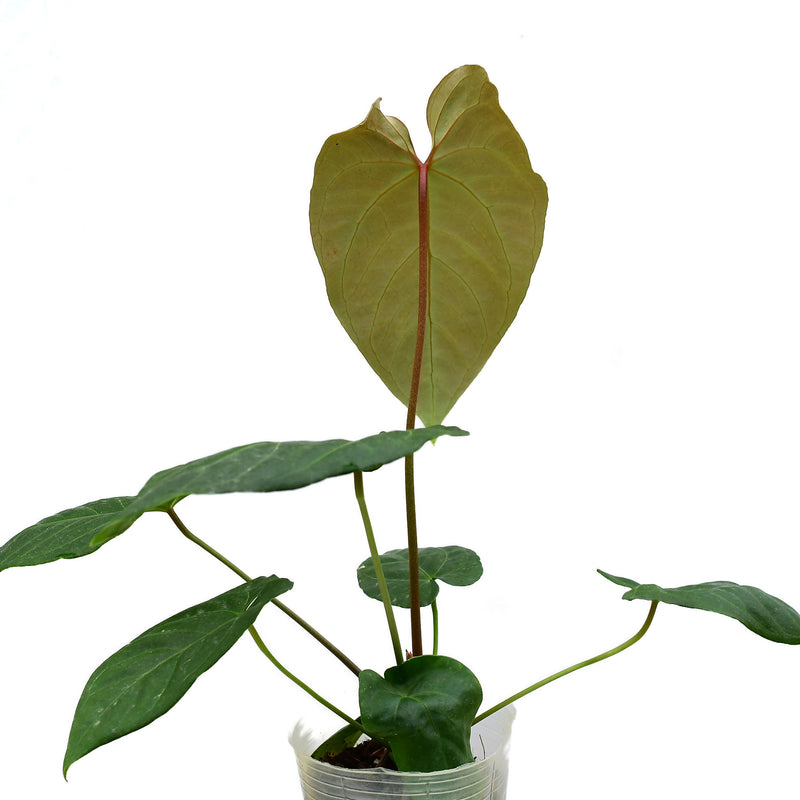 Anthurium corallinum Gigi x Anthurium Magnificent Girl