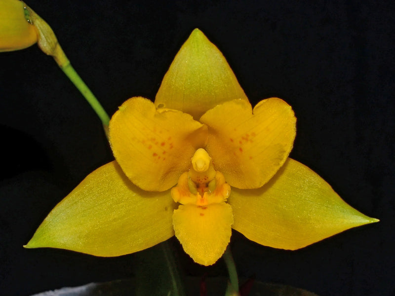 Lycaste macrobulbon